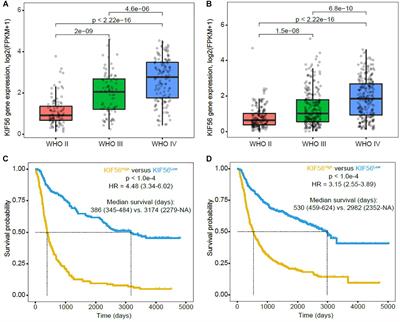 Mutation and Copy Number Alterations Analysis of KIF23 in Glioma